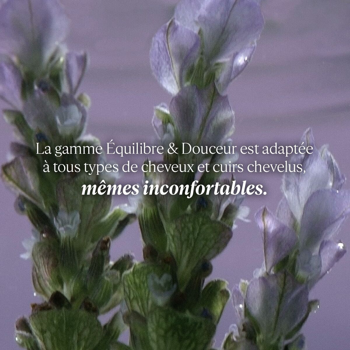 Conditioner L'Occitane En Provence AROMACOLOGÍA 250 ml