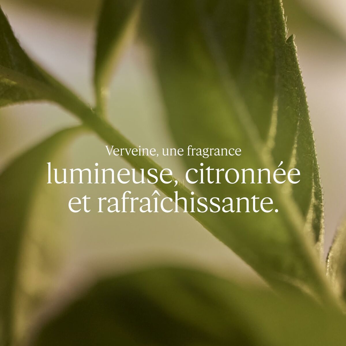 Uniseks Parfum L'Occitane En Provence VERBENA Verbena 100 ml - Schoonheid, Parfums en geuren - L'Occitane En Provence