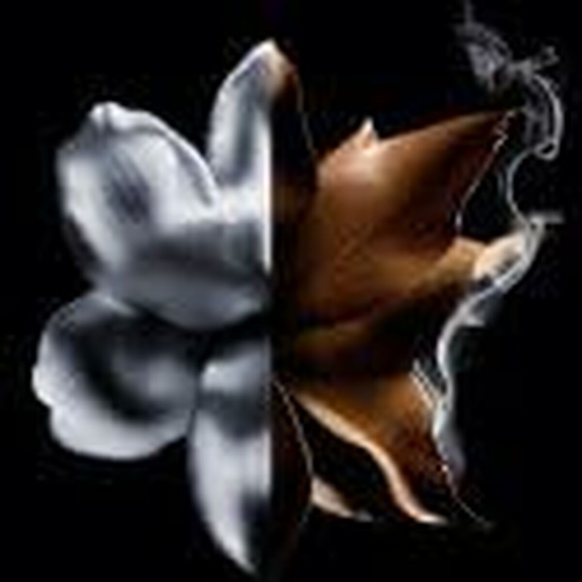Damesparfum Givenchy L'Interdit Absolu L'Interdit Absolu 35 ml - Schoonheid, Parfums en geuren - Givenchy