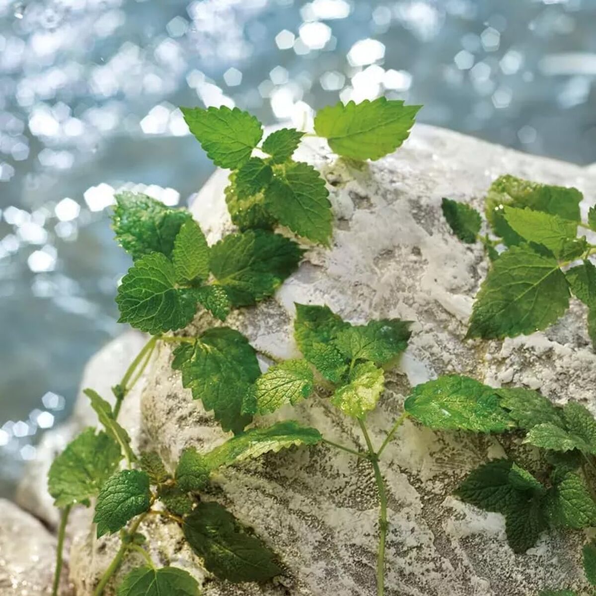 Herenparfum D&G LIGHT BLUE POUR HOMME EDT 200 ml