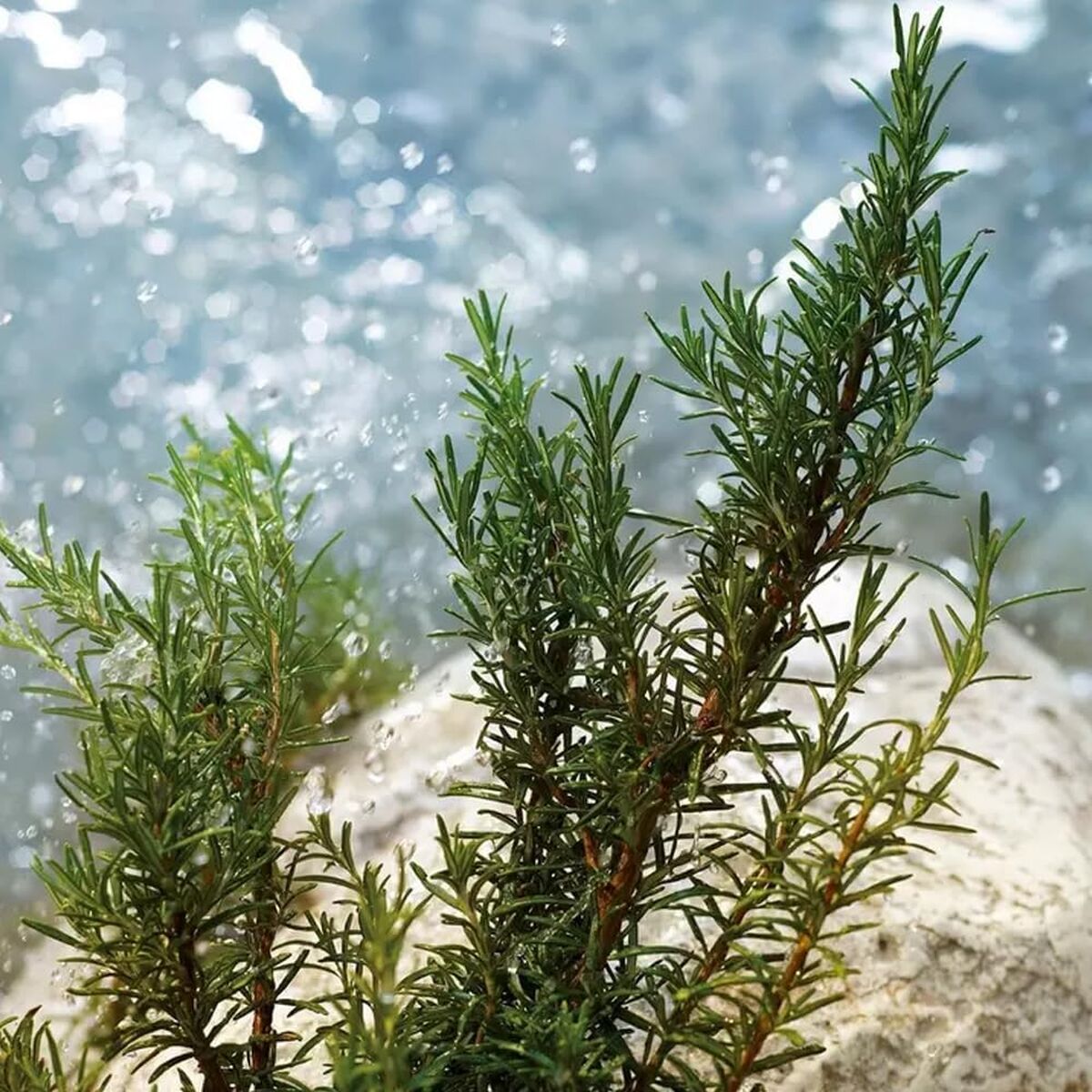 Herenparfum D&G LIGHT BLUE POUR HOMME EDT 200 ml