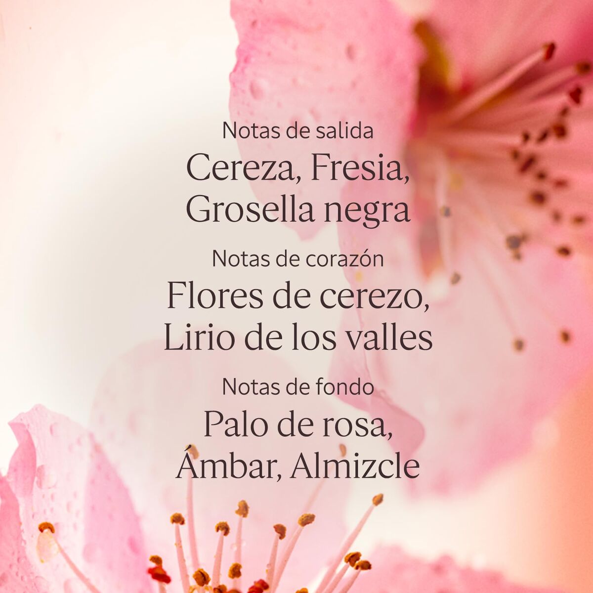 Body Lotion L'Occitane En Provence FLEURS DE CERISIER