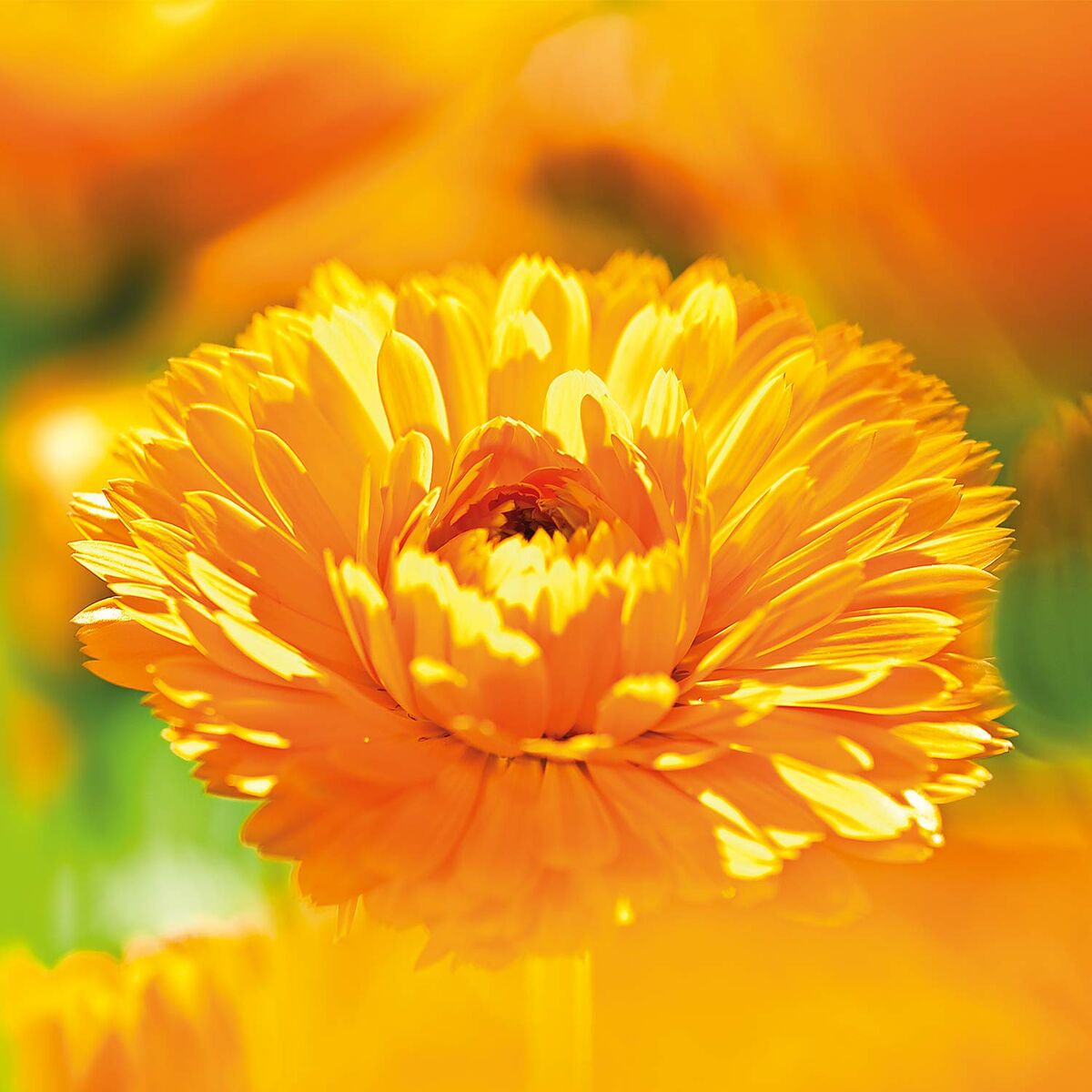 Voedende Lichaamsmelk Weleda 090540X7 200 ml 75 ml Duindoorn - Schoonheid, Huidverzorging - Weleda